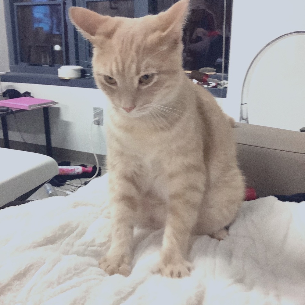 Get 🛍🎁🎀 2 know your Posher, Livy F. 🐇👑♥️